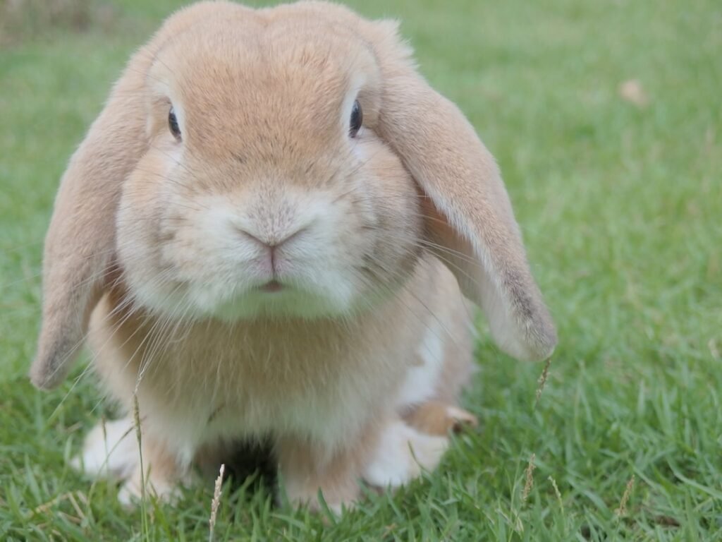 Photo flemish rabbit