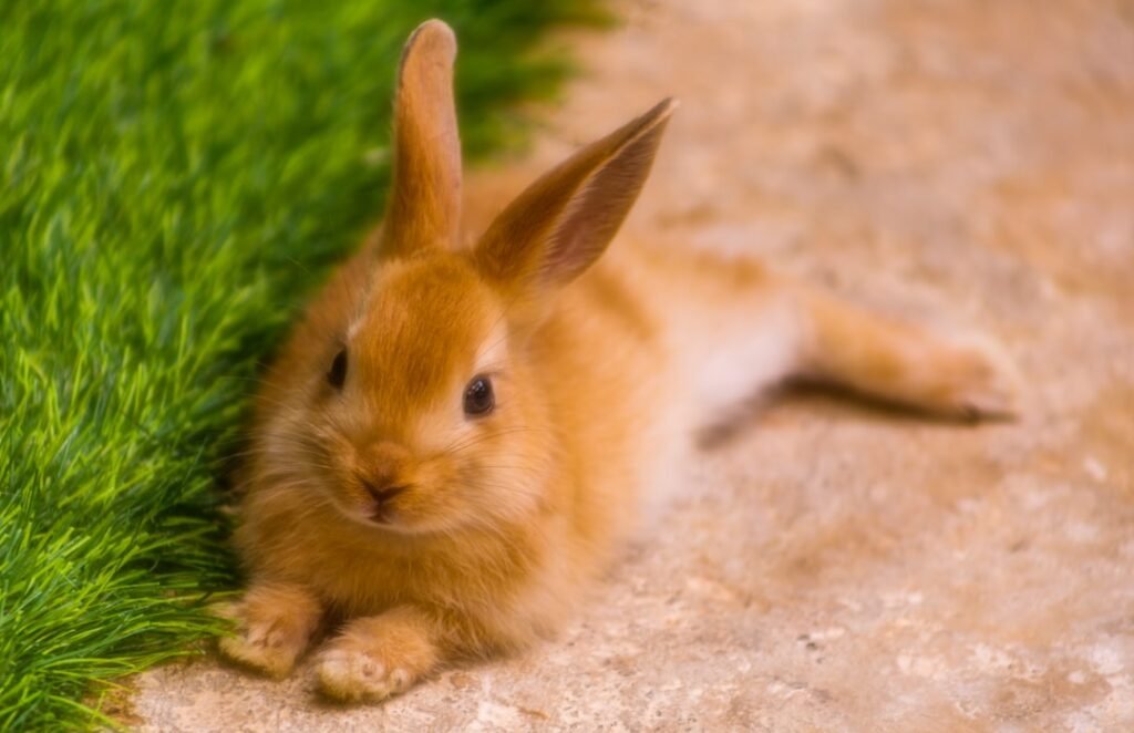 Photo bunny rabbit