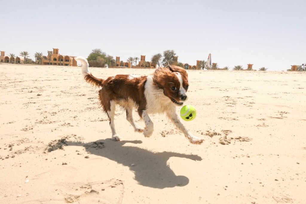 Cavalier Companions: Why Cavalier Dogs Make the Perfect Furry Best Friends