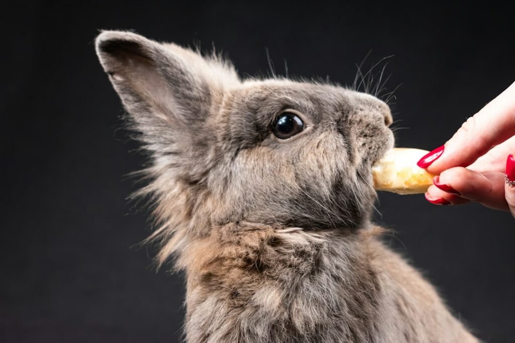 Photo lionhead rabbit