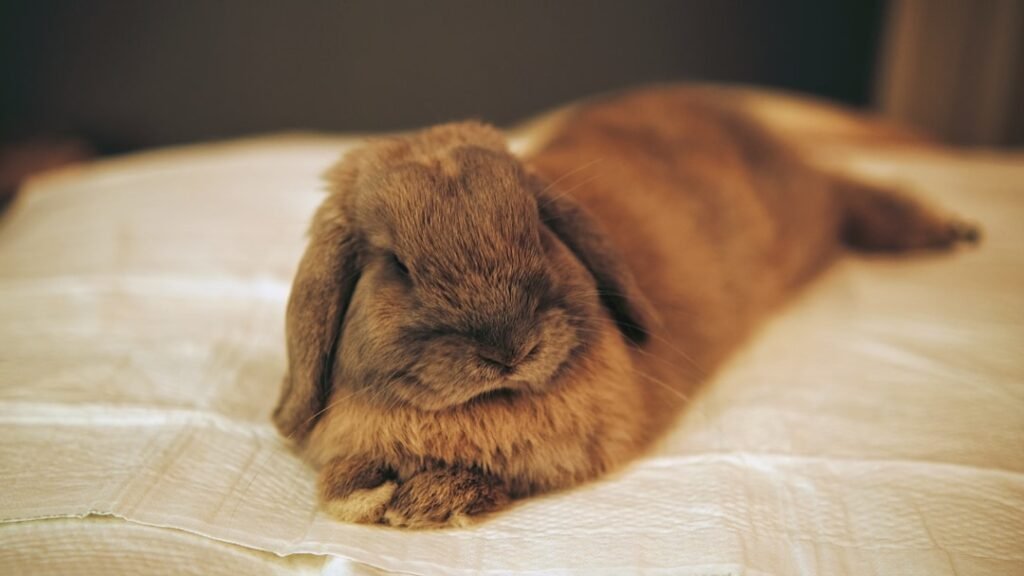 Photo lop eared bunny