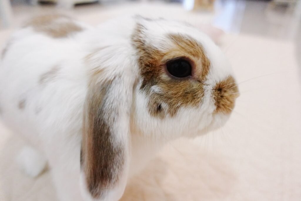 Photo lop rabbit
