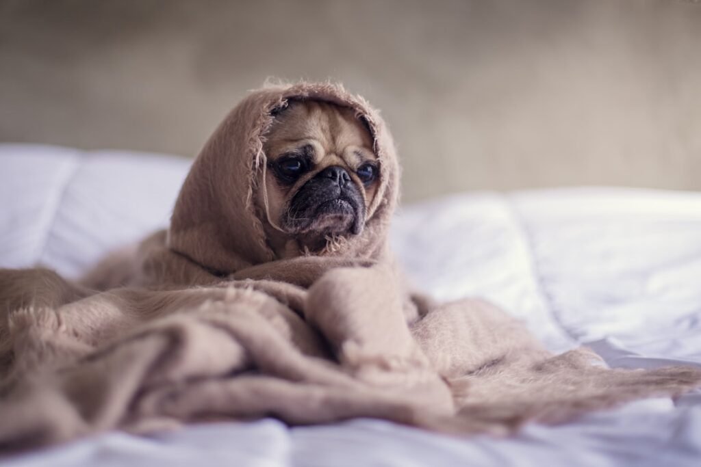 The Fascinating History and Unique Characteristics of the Peruvian Hairless Dog