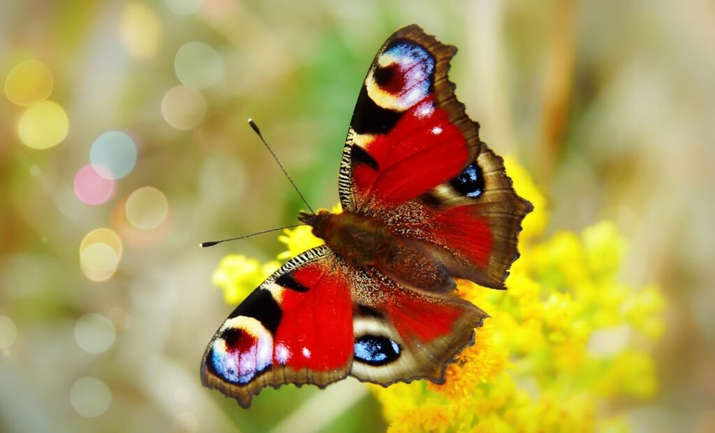 Exploring the Science: Can Butterfly Wings Withstand Water?