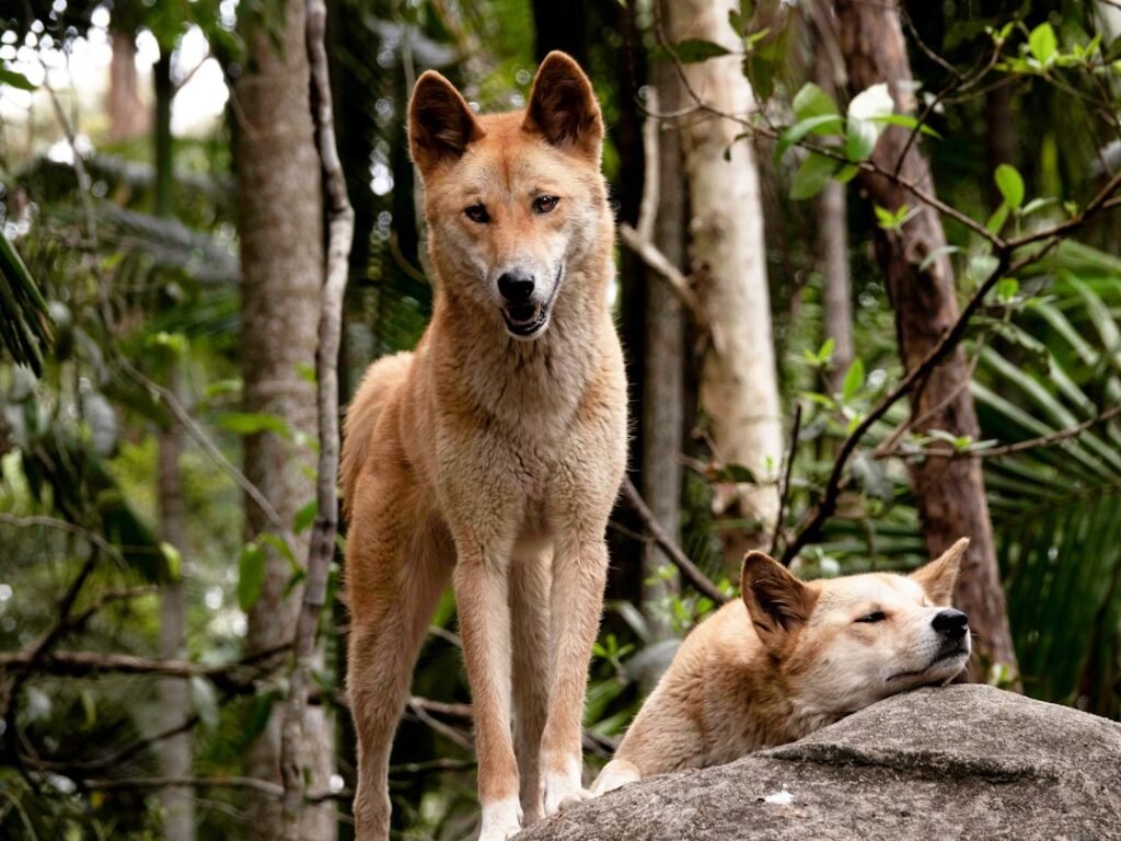 Photo dingo dog
