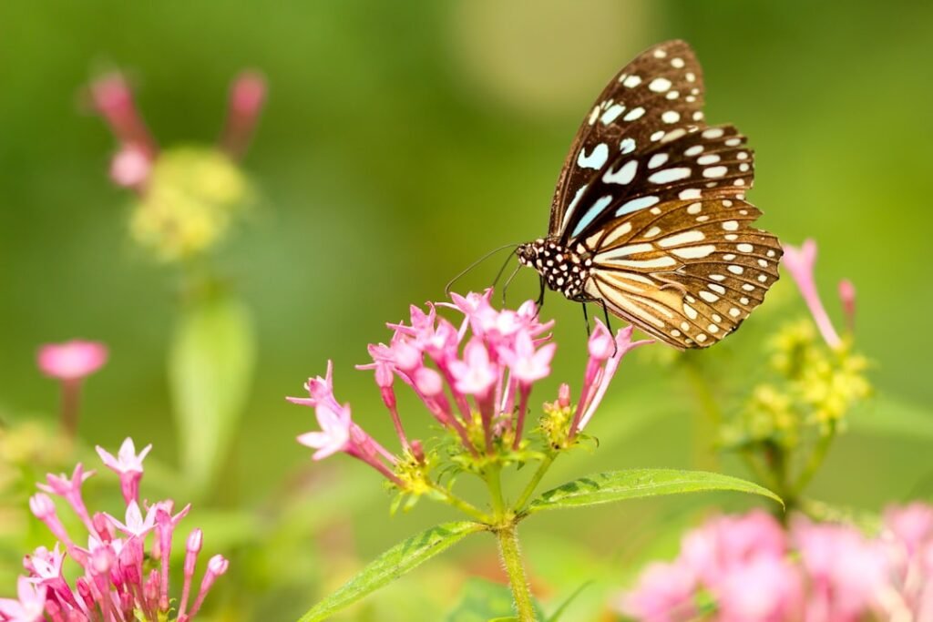 Discover the Delightful World of Butterfly Shrimp: A Guide to Cooking and Enjoying this Delicious Seafood Treat