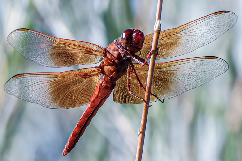 Photo dragonfly