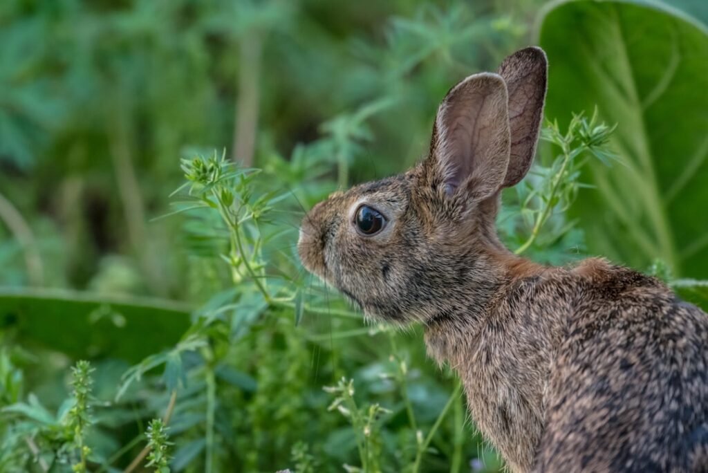 Photo dutch rabbit