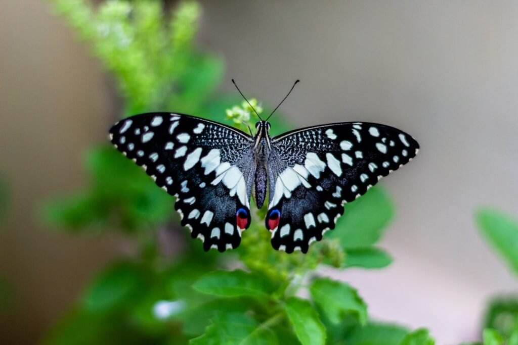 The Hunt for the Elusive: Discovering Which Butterfly Holds the Title of the Rarest