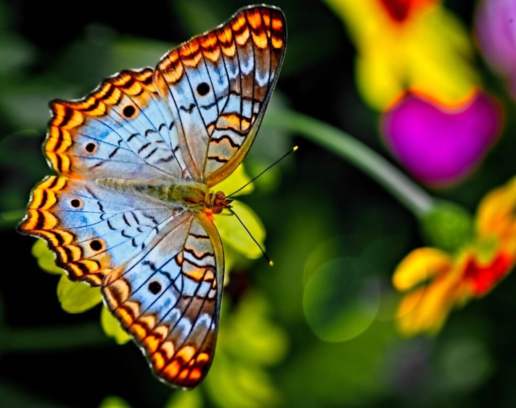 Exploring the Lifespan of Butterflies: Which Species Takes the Crown for Longevity?