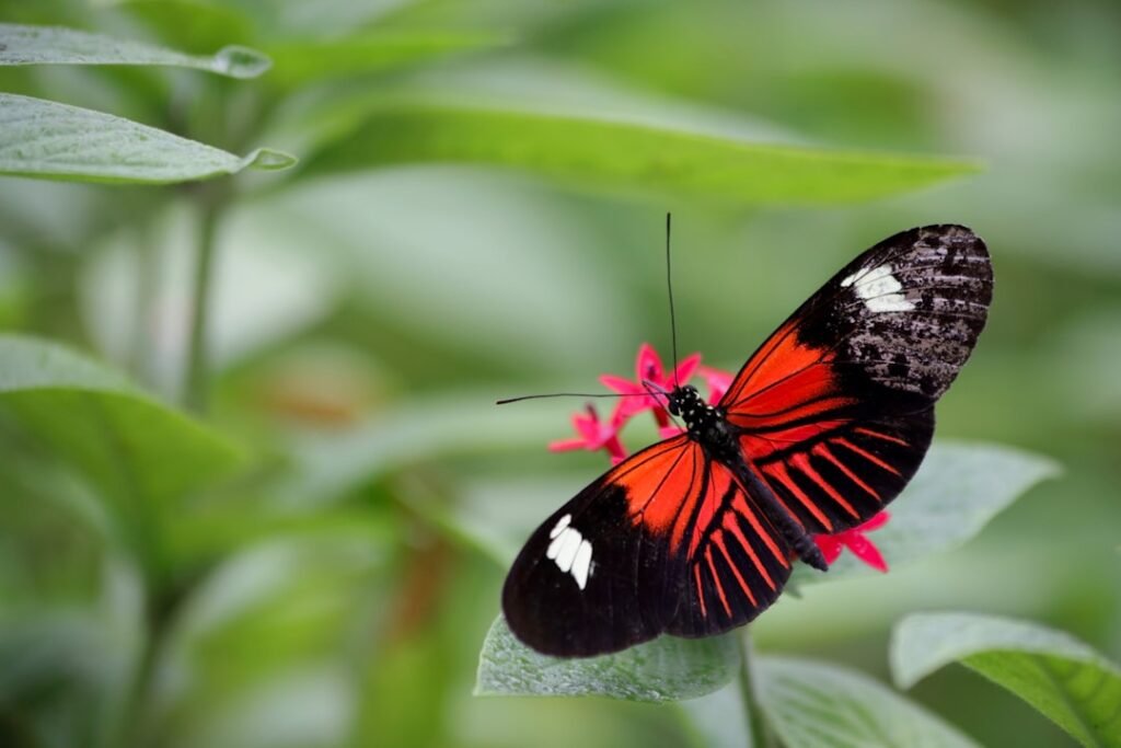 The Brief Life of Butterflies: Which Species Holds the Title for Shortest Lifespan?