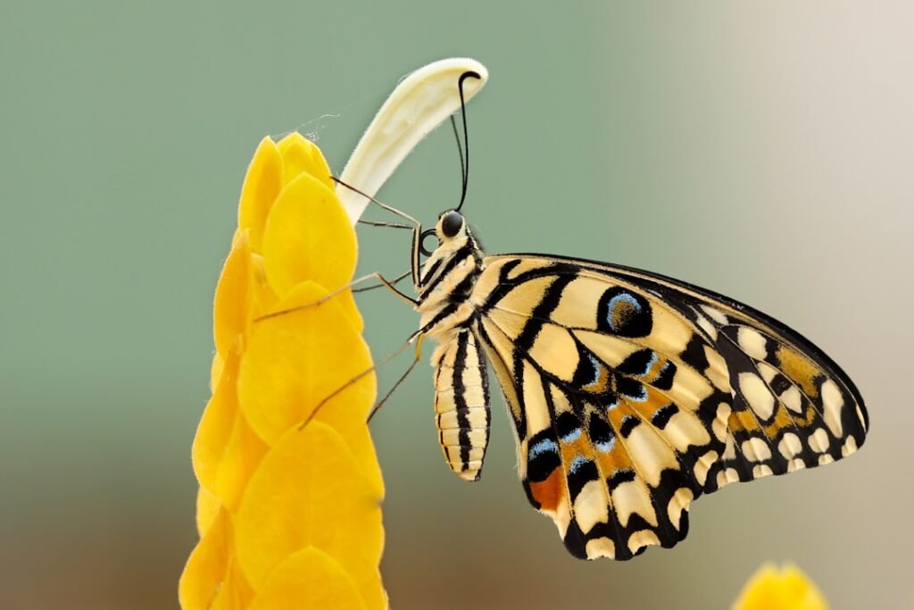 Discovering the Wonders of Migration: Which Butterfly Takes Flight?