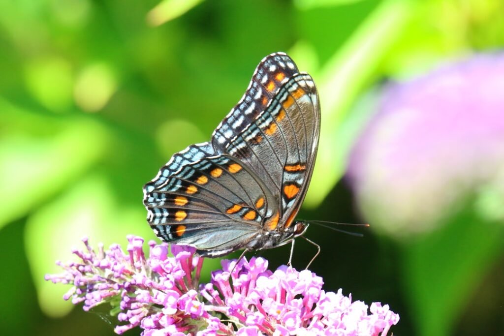 Who’s Behind Butterflies in Your Stomach? Understanding the Science of Nervous Excitement