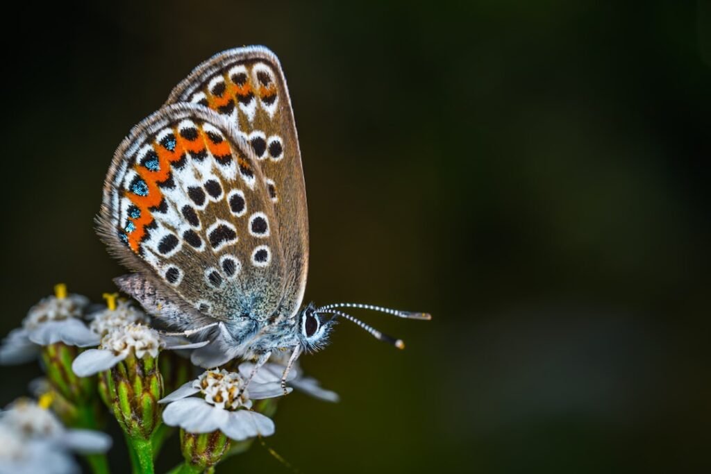 Discovering the Wonders of Butterflies: Getting to Know Who Butterfly Butterfly Is