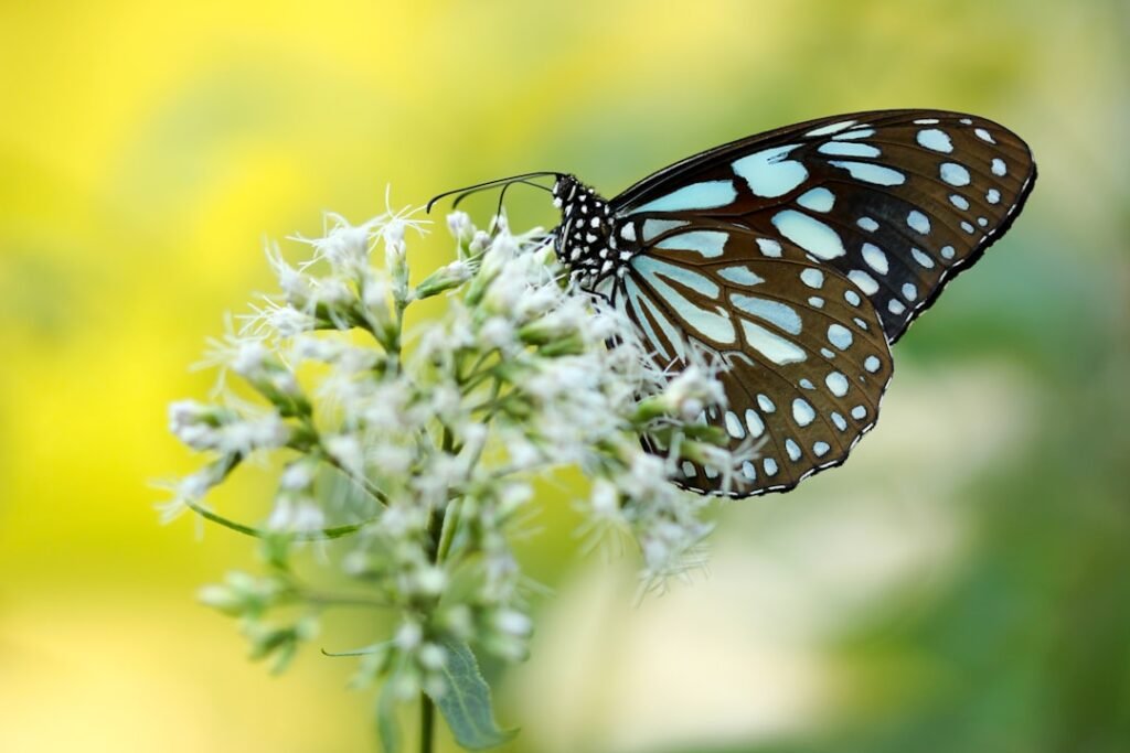 Discovering the Beauty of Butterfly Eyes: A Fascinating Look into Nature’s Wonders