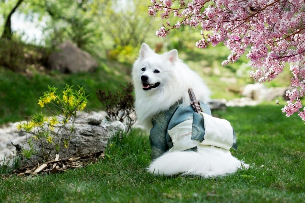Photo eskimo dog