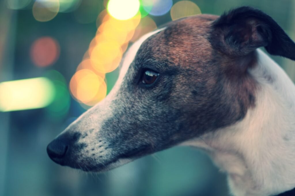 Photo greyhound dog