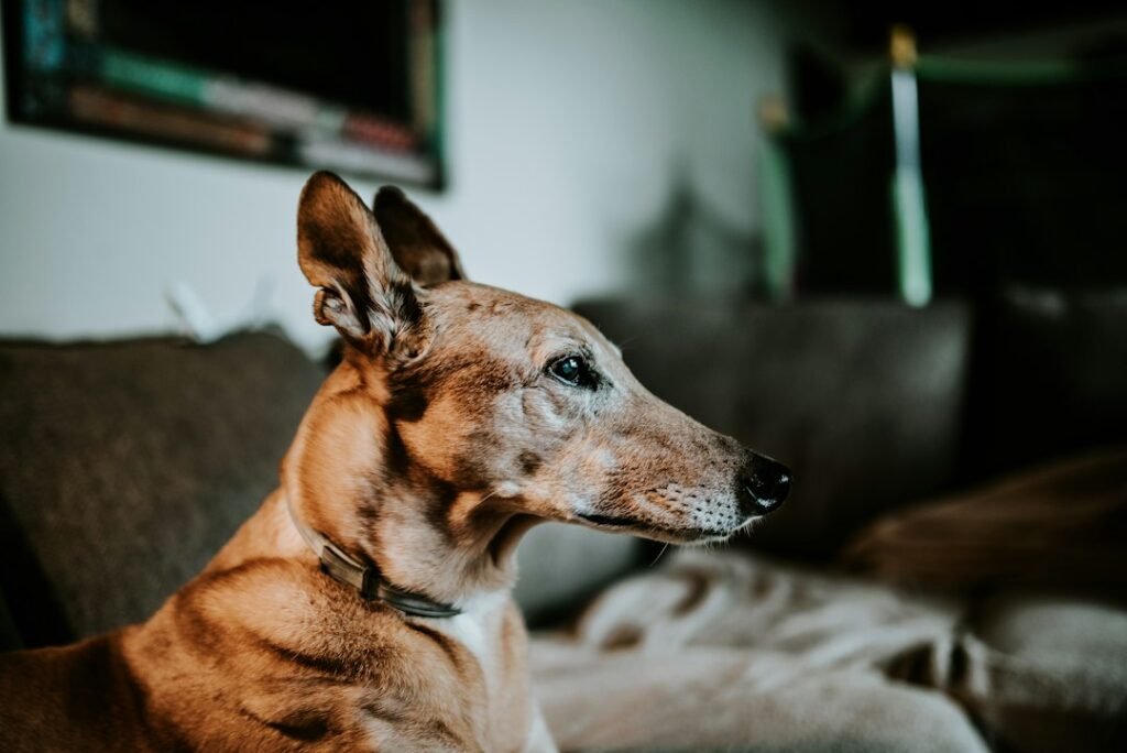 Photo greyhound puppy