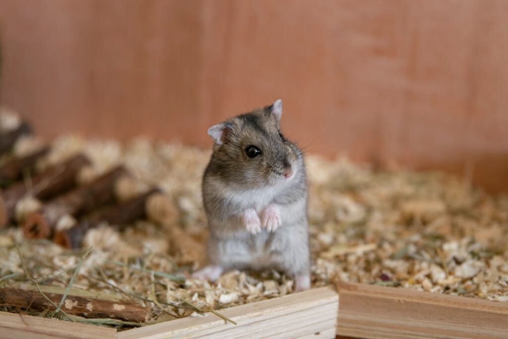 The Adorable World of Hamsters: A Guide to Caring for Your Furry Friend