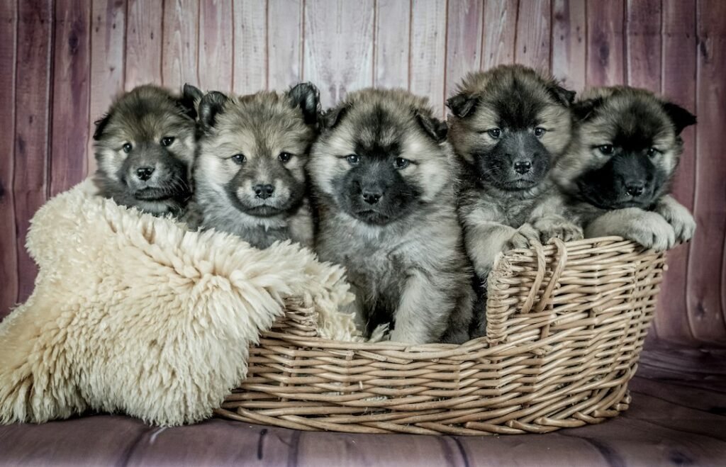 Photo doberman pinscher puppies