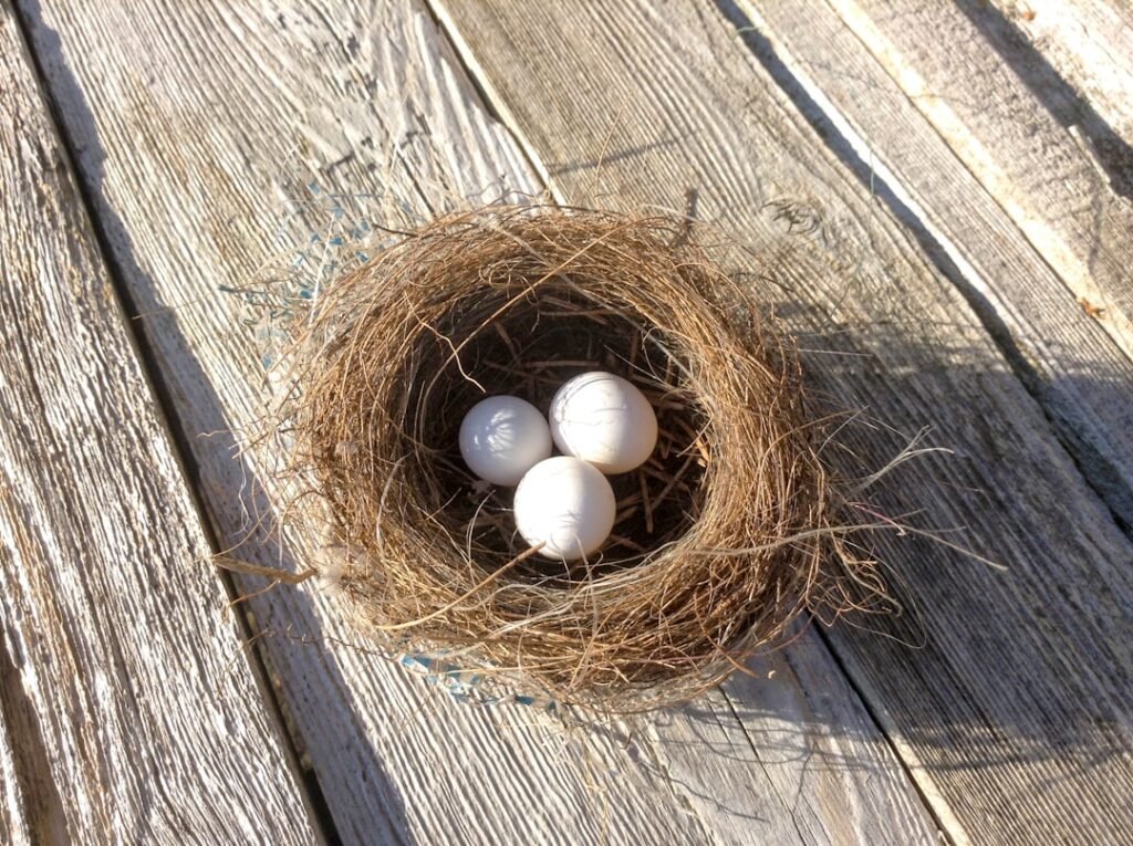 Discovering the Secret World of Parakeets Nesting