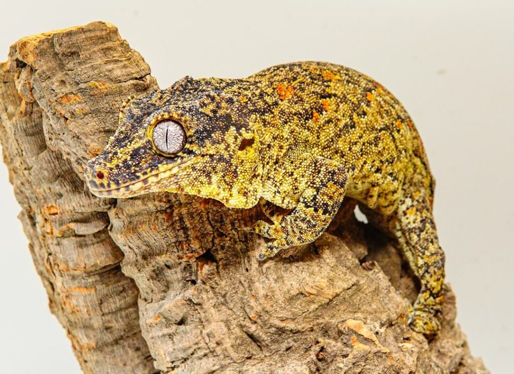Photo Leopard gecko